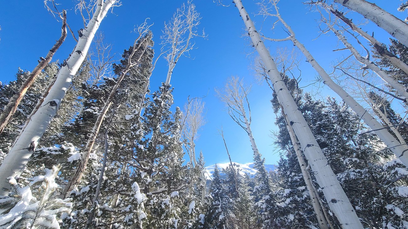 Tall white aspen trees with bare branches frame snowy mountain peaks in the near distance.
