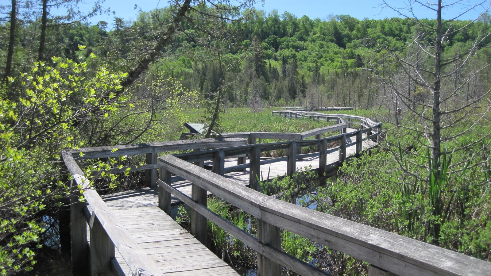 A wooden boardwalk zigzags through the green June marsh landscape