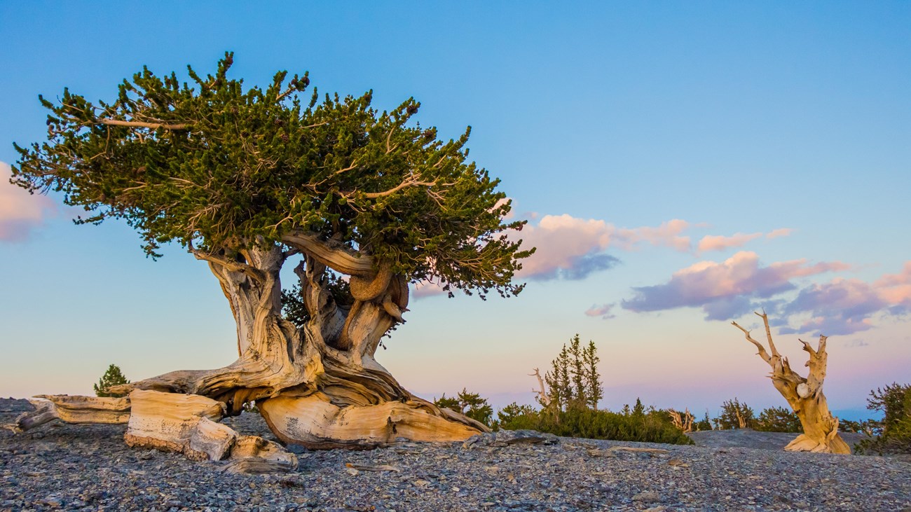 Bristlecone pine tree with wide canopy with a light blue sky in the background.