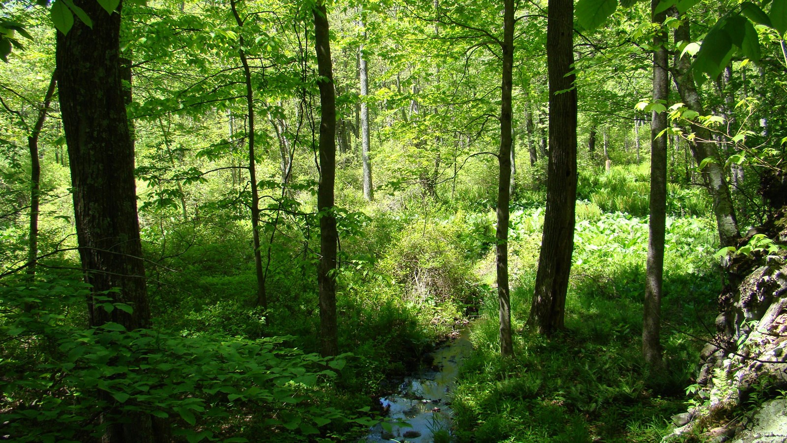 A green forest with several green trees, small green plants, and a creek flowing through