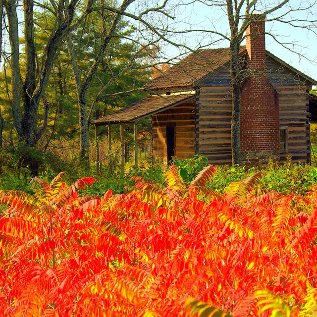 A small log cabin sits in the background of fire red-orange sumac.