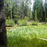 A pond covered in green plants lined by grass and surrounded by conifers.