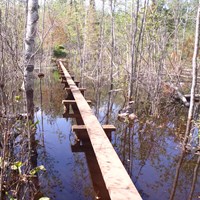 A boardwalk a part of the trail over a beaver point on with plants and trees popping up out of water