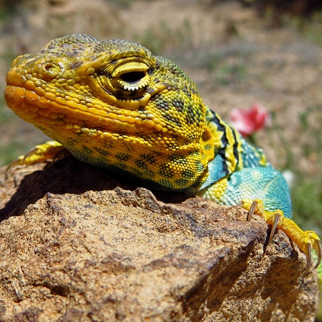 Colorful lizard sunning on a desert rock