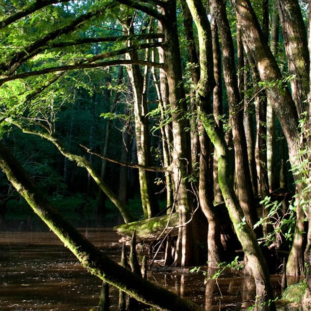 Trees growing on the edge of an oxbow lake