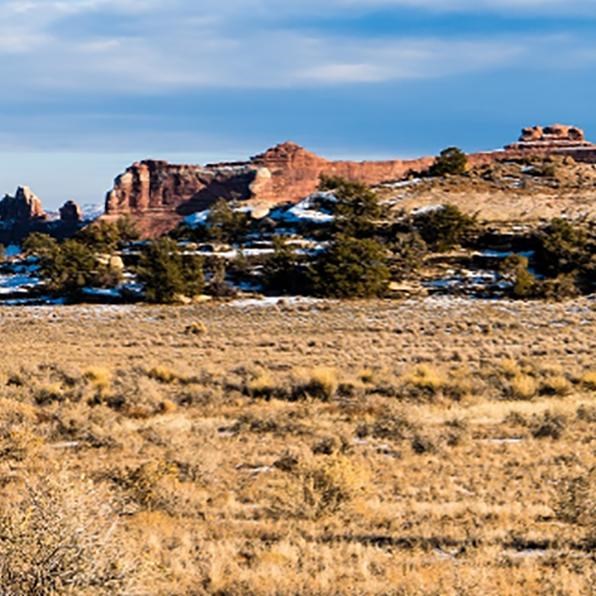 photograph of a large grassland containing some shrubs