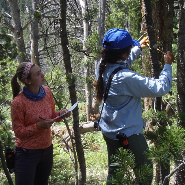 two people examining a tree