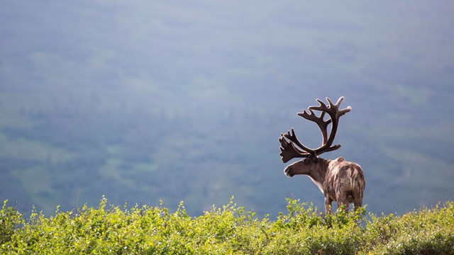 Caribou in green meadow with impressive antlers