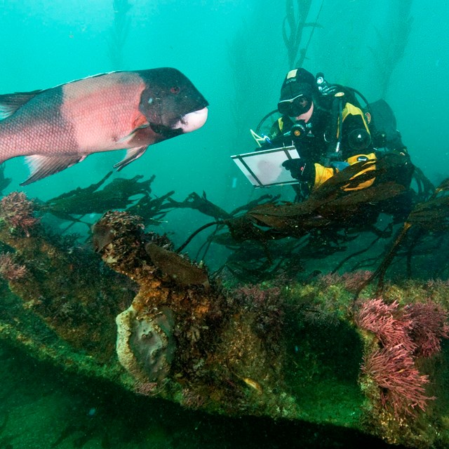 Channel Islands National Park