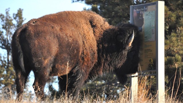 an adult bison looking at a trailhead sign, his head is lowered and he seems to be reading the sign
