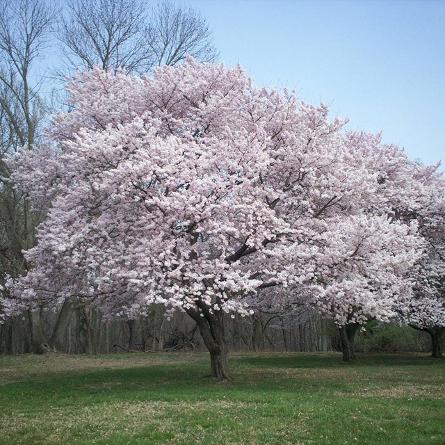 a cherry blossom tree in full bloom with pink flowers