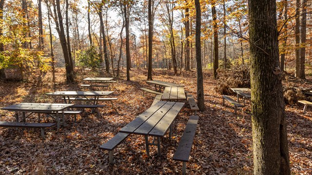 Picnic tables among autumn leaves.