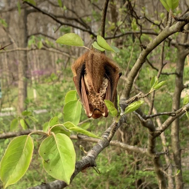 Eastern red bat in a tree