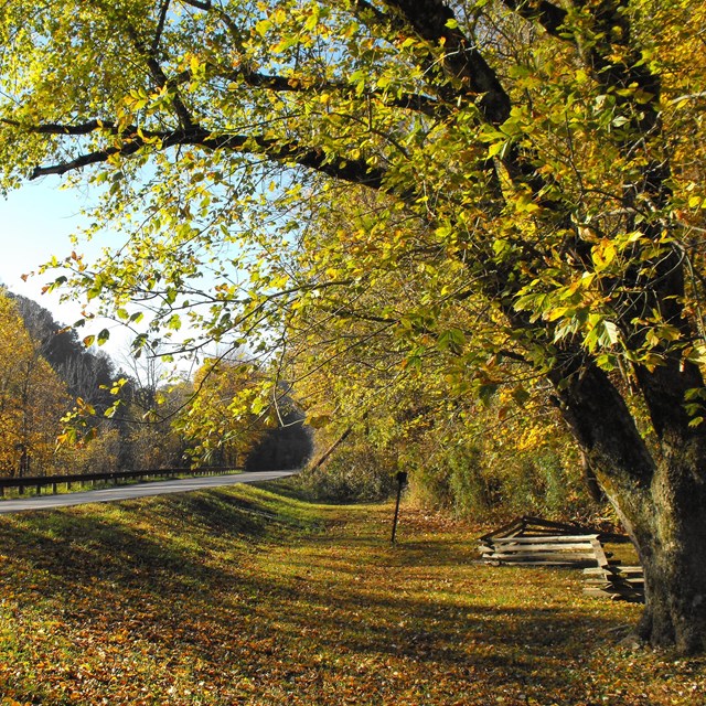 road in the falltime