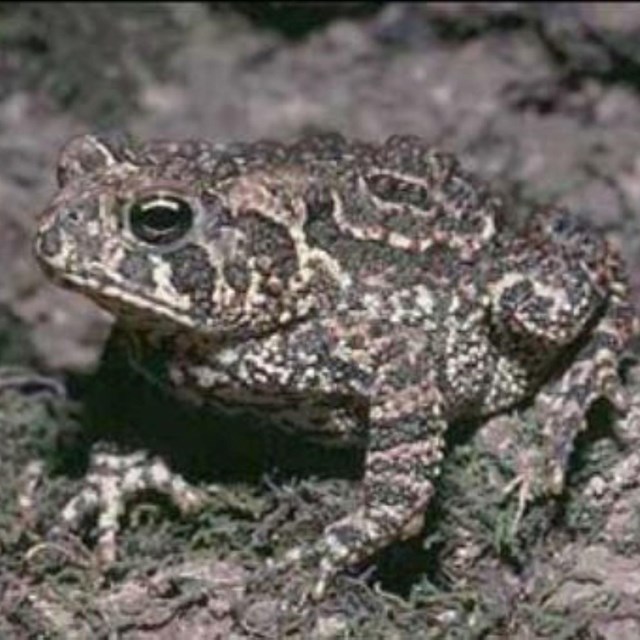 toad on rock