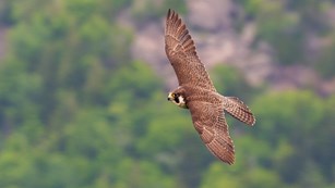 A peregrine falcon flies above the coastline
