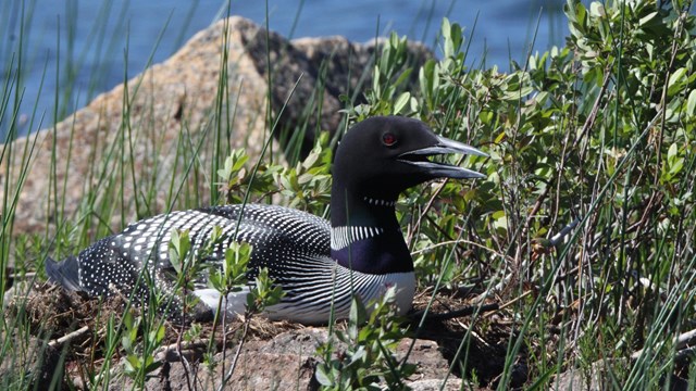 Loon sitting on a nest on rocks next to a pond