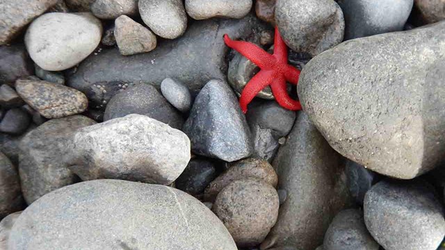 A red sea star in beach stones.