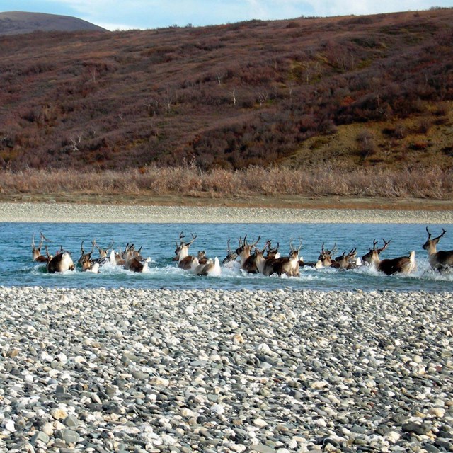 A herd of reindeer cross a river.