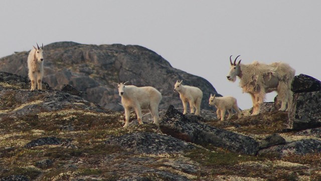 A family of mountain goats
