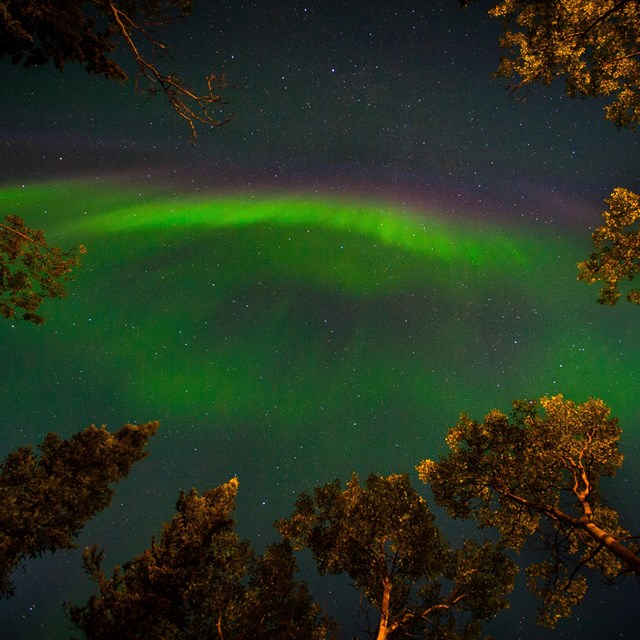 green tinged aurora over trees in a dark sky