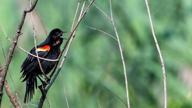 A redwinged black bird
