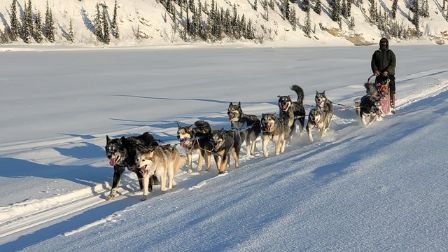 Zoomed out view of person on sled being pulled by a team of dogs in snowy wilderness.