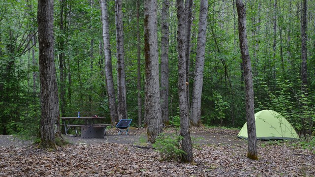 Lime green tent amongst tall brown tree trunks and picnic table; cleared forest floor.
