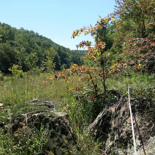 Baseline tape at cobble bar monitoring site in BISO