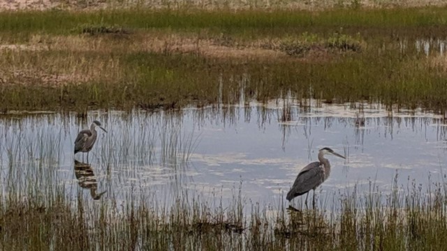 Two herons in a lagoon.