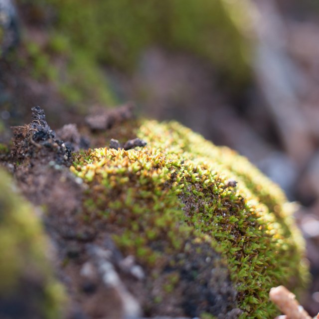 a close-up shot of black knobby soil with green moss growing on it