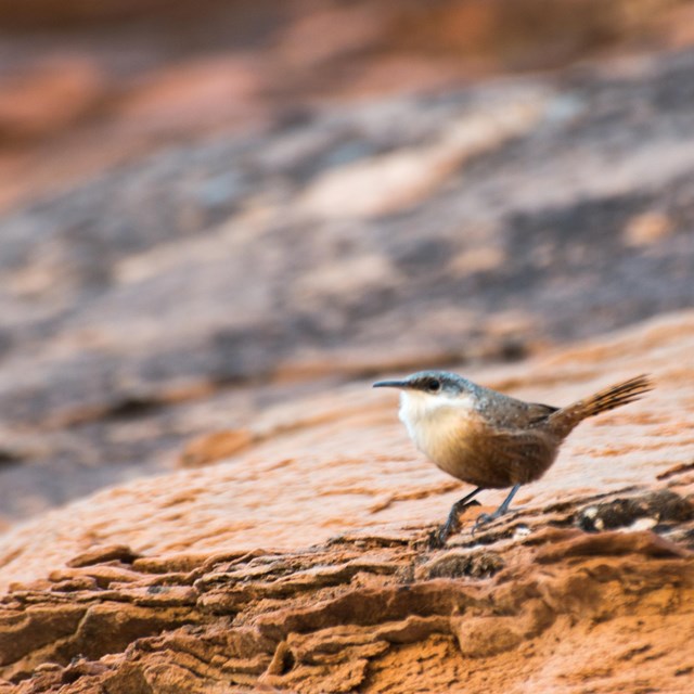 a small, brown bird stands on a rock slope
