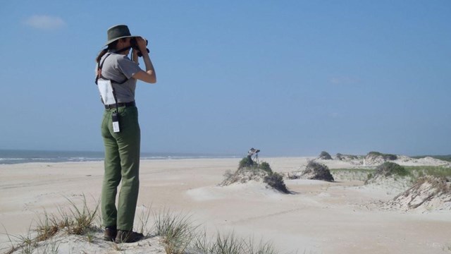 A ranger stands, using binoculars to make observations.