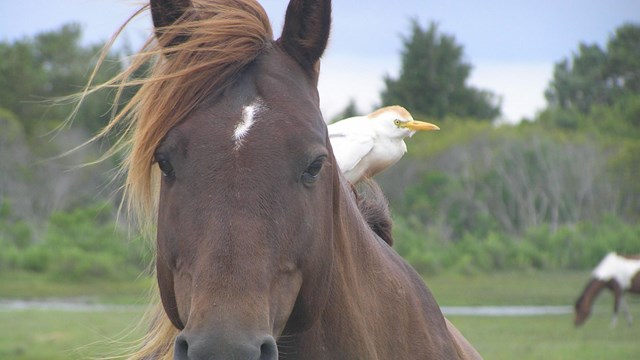 photo of horse with Cattle Egret on it's back