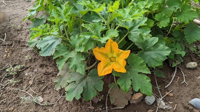 A blossom from an Acoma Pumpkin plant, at the Aztec Ruins Heritage Garden. 