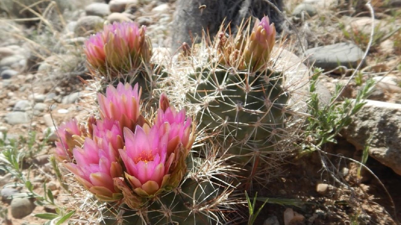 Clover's fishhook cactus with blooming pink flowers