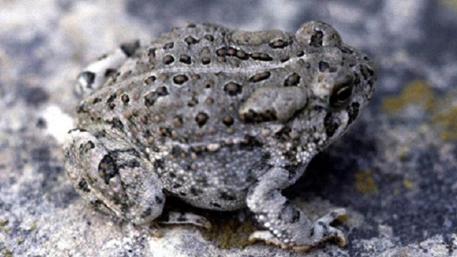 A Woodhouse's Toad
