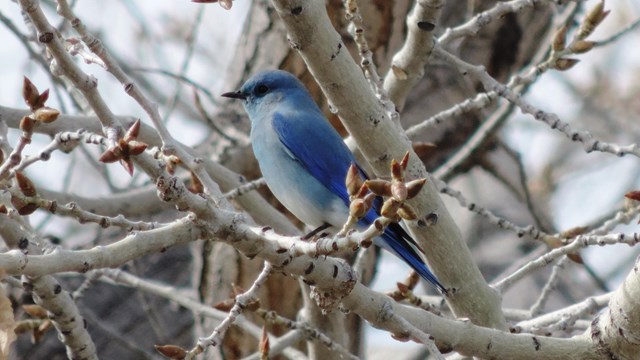 A mountain bluebird perched in a tree.
