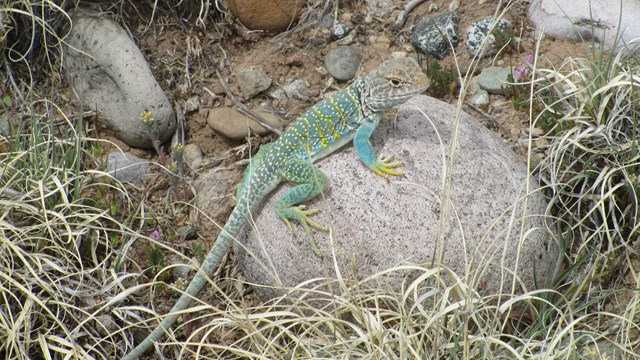 Eastern Collared Lizard on a rock.