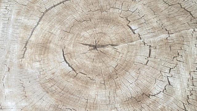 Cottonwood Stump with Growth Rings