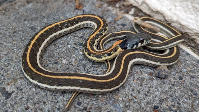 A striped whipsnake photographed at Aztec Ruins National Monument