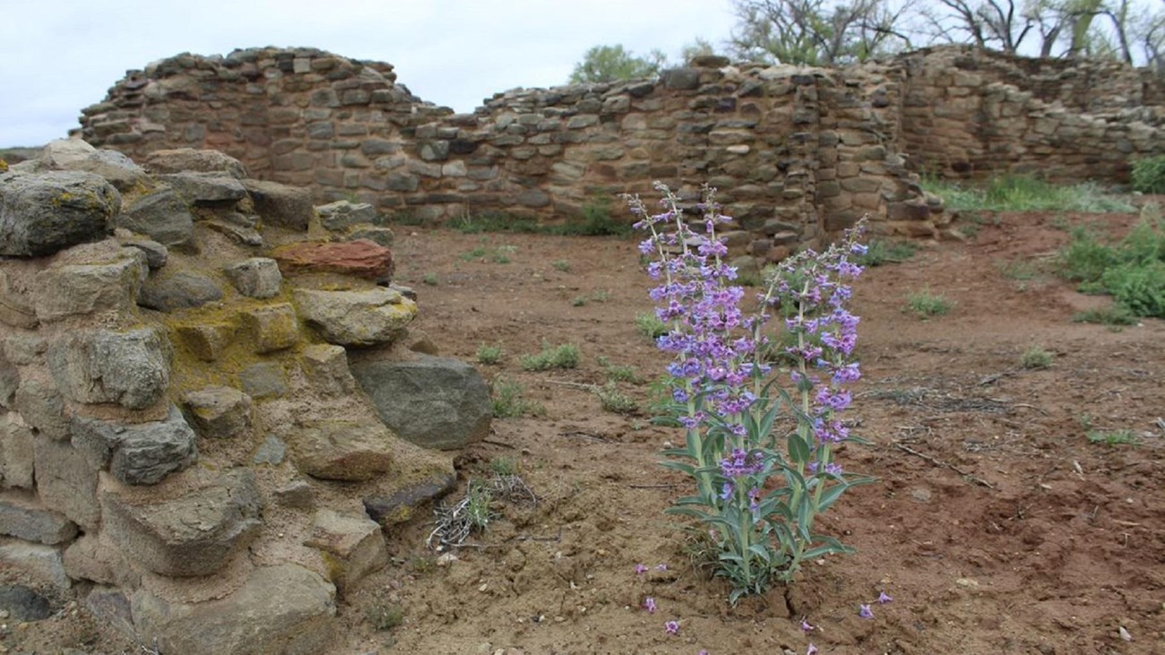 A purple flower growing from the ground next to the ruins.