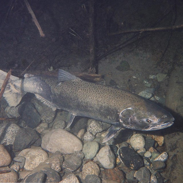 A gray slender salmon swimming in the water. 