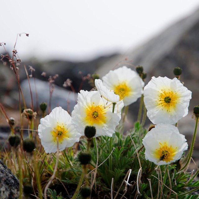 A row of white flowers with a yellow center. 