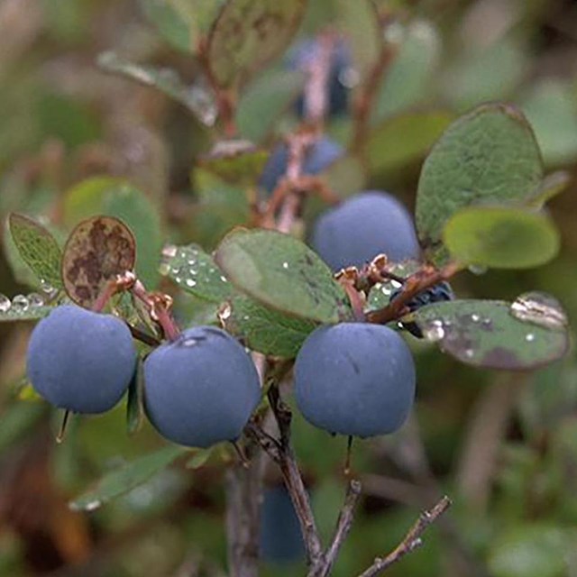 A handful of blueberries hang from a twig. 