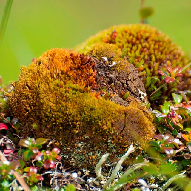 A clump of moss. 