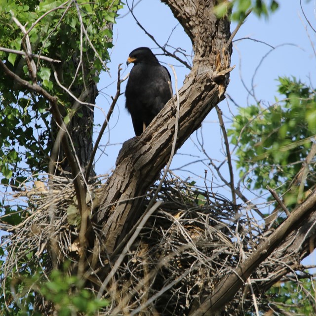 A large black bird sits in a cottonwood tree above a large nest.