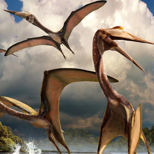 The Big Bend Pterosaur