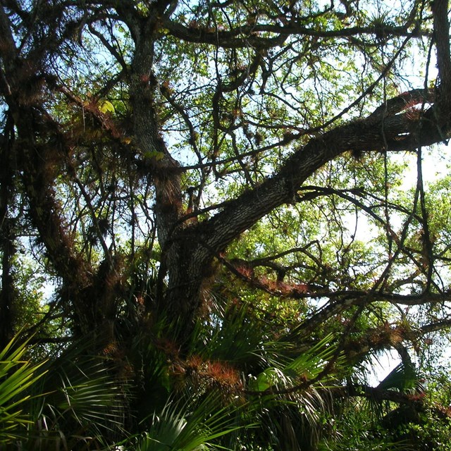 A large live oak tree