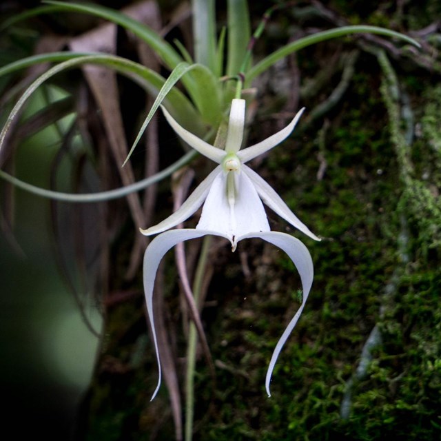 A white ghost orchid blooms off of a mossy tree.